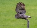 Great Gray Owl - Water Valley