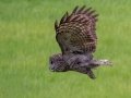 Great Gray Owl - Water Valley
