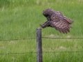 Great Gray Owl - Water Valley