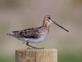 Wilson's Snipe - Horse Creek Road Marsh, near Cochrane