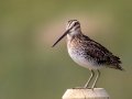 Wilson's Snipe - Horse Creek Road Marsh, near Cochrane