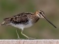 Wilson's Snipe - Horse Creek Road Marsh, near Cochrane