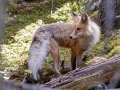 Red Fox - Stewart Canyon, Lake Minnewanka, Banff NP
