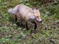 Red Fox - Stewart Canyon, Lake Minnewanka, Banff NP