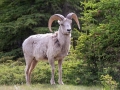 Bighorn Sheep - Two Jacks Lakes, Banff NP