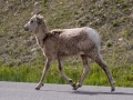 Bighorn Sheep - Lake Minnewanka, Banff NP