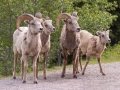 Bighorn Sheep - Two Jacks Lakes, Banff NP