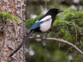 Black-billed Magpie - Canmore Visitor Center