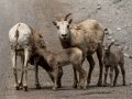 Bighorn Sheep - Goat Creek Trailhead, Kananaskis Country