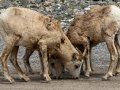 Bighorn Sheep - Goat Creek Trailhead, Kananaskis Country