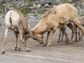 Bighorn Sheep - Goat Creek Trailhead, Kananaskis Country