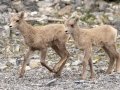 Bighorn Sheep - Goat Creek Trailhead, Kananaskis Country