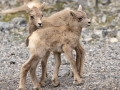 Bighorn Sheep - Goat Creek Trailhead, Kananaskis Country