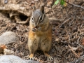 Least Chipmunk - Bow Valley Parkway