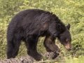 Black Bear - Bow Valley Parkway, Banff NP
