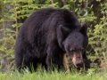 Black Bear - Bow Valley Parkway, Banff NP
