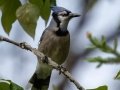 Blue Jay - Griffith Woods Park, Calgary