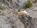 Bighorn Sheep - Goat Creek Trailhead, Kananaskis Country