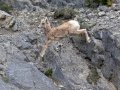 Bighorn Sheep - Goat Creek Trailhead, Kananaskis Country