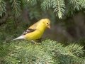 American Goldfinch - Sibbald Creek Road, west of Calgary