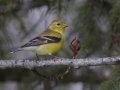 American Goldfinch - Sibbald Creek Road, west of Calgary