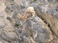 Bighorn Sheep - Goat Creek Trailhead, Kananaskis Country