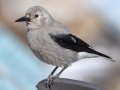 Clark's Nutcracker - Lake Louise, Banff NP