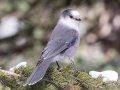 Canada Jay - Lake Louise, Banff NP