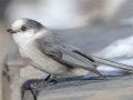 Canada Jay - Lake Louise, Banff NP