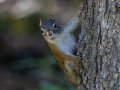Red Squirrel - Griffith Woods Park, Calgary