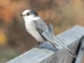 Canada Jay - Lake Louise, Banff NP