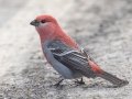 Pine Grosbeak (Male) - Highwood Pass - Kananaskis Country