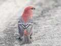 Pine Grosbeak (Male) - Highwood Pass - Kananaskis Country