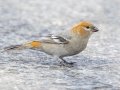 Pine Grosbeak (Female) - Highwood Pass - Kananaskis Country