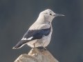 Clark's Nutcracker - Lake Louise, Banff NP