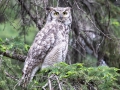 Great Horned Owl - Griffith Woods Park, Calgary