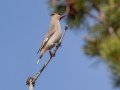 Bohemian Waxwing - Hay Meadows - Kananaskis Country