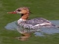 Common Merganser - Griffith Woods Park, Calgary