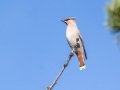 Bohemian Waxwing - Hay Meadows - Kananaskis Country