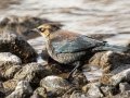 Rusty Blackbird - Policeman's Creek Boardwalk, Canmore