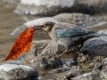 Rusty Blackbird - Policeman's Creek Boardwalk, Canmore
