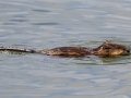 American Beaver - Griffith Woods Park, Calgary