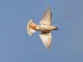 Bohemian Waxwing - Hay Meadows - Kananaskis Country