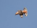 Bohemian Waxwing - Hay Meadows - Kananaskis Country