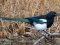 Black-billed Magpie - Policeman's Creek Boardwalk, Canmore