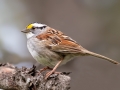 White-throated Sparrow - Griffith Woods Park, Calgary