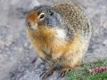 Columbian Ground Squirrel - Vermilion Lakes, Banff NP