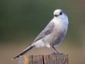 Canada Jay - Hay Meadows - Kananaskis Country