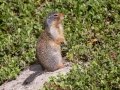 Columbian Ground Squirrel - Vermilion Lakes, Banff NP