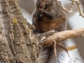 Gray Squirrel - Carburn Park, Calgary